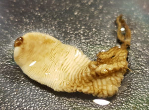 Bild eines Bandwurms